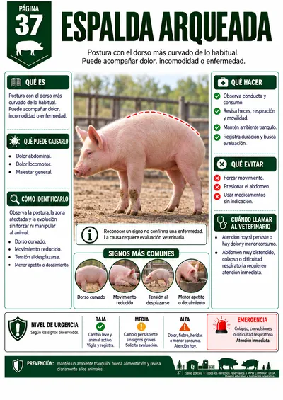 Página 37 — Espalda arqueada